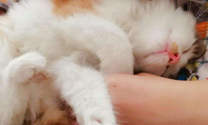 猫咪为什么非要抱着睡觉的原因