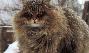 西伯利亚森林猫价格贵吗