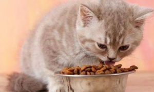 8个月的猫一天吃多少