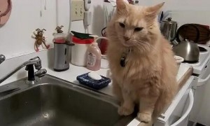 猫咪为什么跑厨房叫个不停
