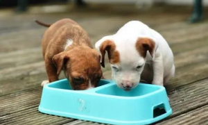 幼犬喂食与体重的比例