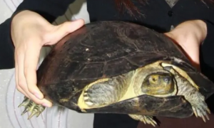 黄头龟20度会死吗