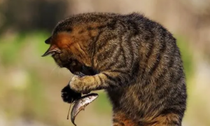 猫咪为什么喜欢吃鱼呢