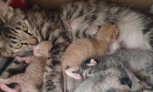 猫生了七只小猫是好事吗