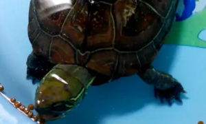 龟粮制作视频教程