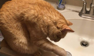 猫咪用手泼水什么意思