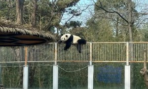 大熊猫萌兰图片