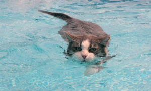 为什么猫咪不敢游泳睡觉的原因