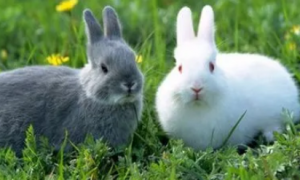 兔子必须吃兔粮吗