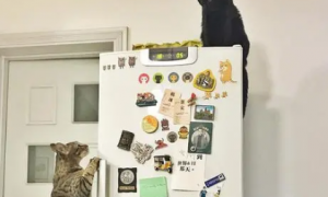 猫咪为什么爬冰箱上去不动了