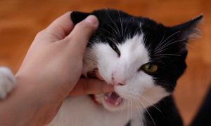 猫咪为什么老是想咬人呢