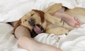 狗狗为什么喜欢睡主人床