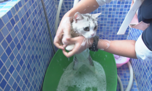 猫猫狗狗为什么洗澡老拉稀呢