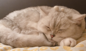 猫冬天为什么喜欢睡觉