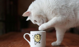 猫咪为什么经常推杯子呢怎么回事