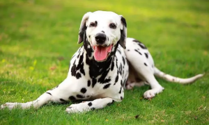 为什么有斑点的狗狗漂亮