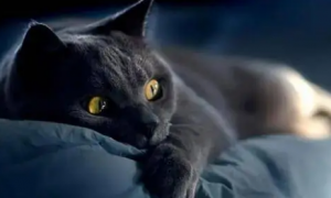 猫咪为什么喜欢在夜里叫唤呢