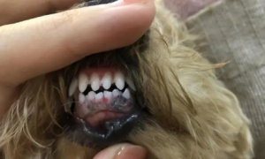狗狗的牙床为什么发白发黑的原因