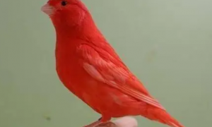 玉鸟吃什么色素更红