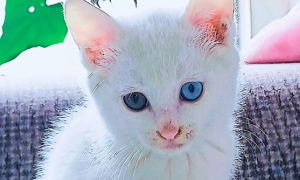 异瞳猫白猫为什么不能养