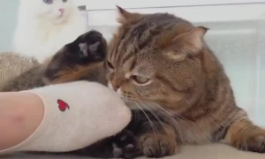 猫咪为什么总喜欢咬主人东西