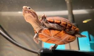 果核龟是什么龟