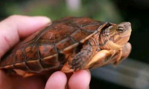 洪都拉斯木纹龟能冷水养吗