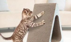 猫咪为什么用猫抓板