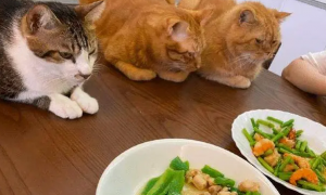 宠物猫可以吃饭菜吗为什么