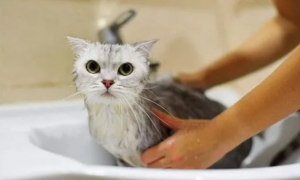 给猫洗澡多久一次