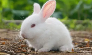 小兔喜欢吃什么草