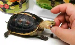 乌龟一次吃多少龟粮