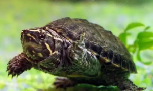 佛罗里达麝香龟是什么龟