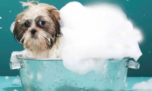 狗子多大能洗澡