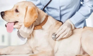 宠物护理师资格证怎么取得