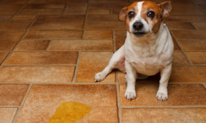为什么狗狗会舔狗尿液