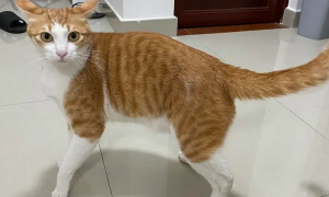 猫咪为什么长不大还瘦