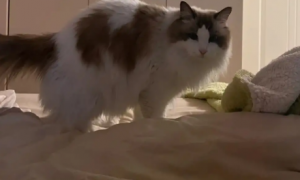 猫咪为什么老是跳床上拉屎呢