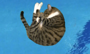 猫咪为什么会跳水