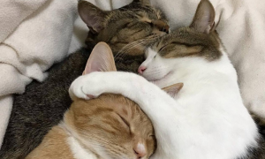 为什么猫喜欢搂着猫咪睡觉