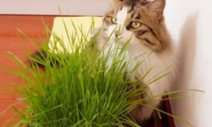 猫草可以长多久