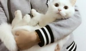 猫咪为什么喜欢抱着主人