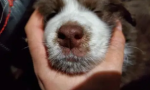 为什么狗狗鼻子里有液体