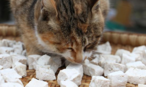 猫咪补充钙片的原因