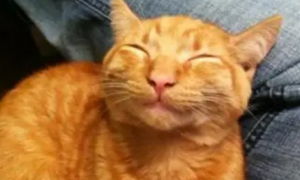 猫咪会对你微笑吗为什么呢