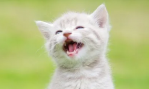猫咪开口大笑是为什么原因