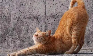 猫咪总是伸展身体是什么原因