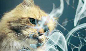 猫咪闻不了烟味嘛为什么呢