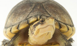 白唇泥龟是深水龟吗