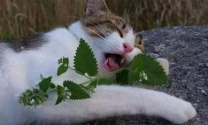 猫喜欢石榴叶的原因是什么
